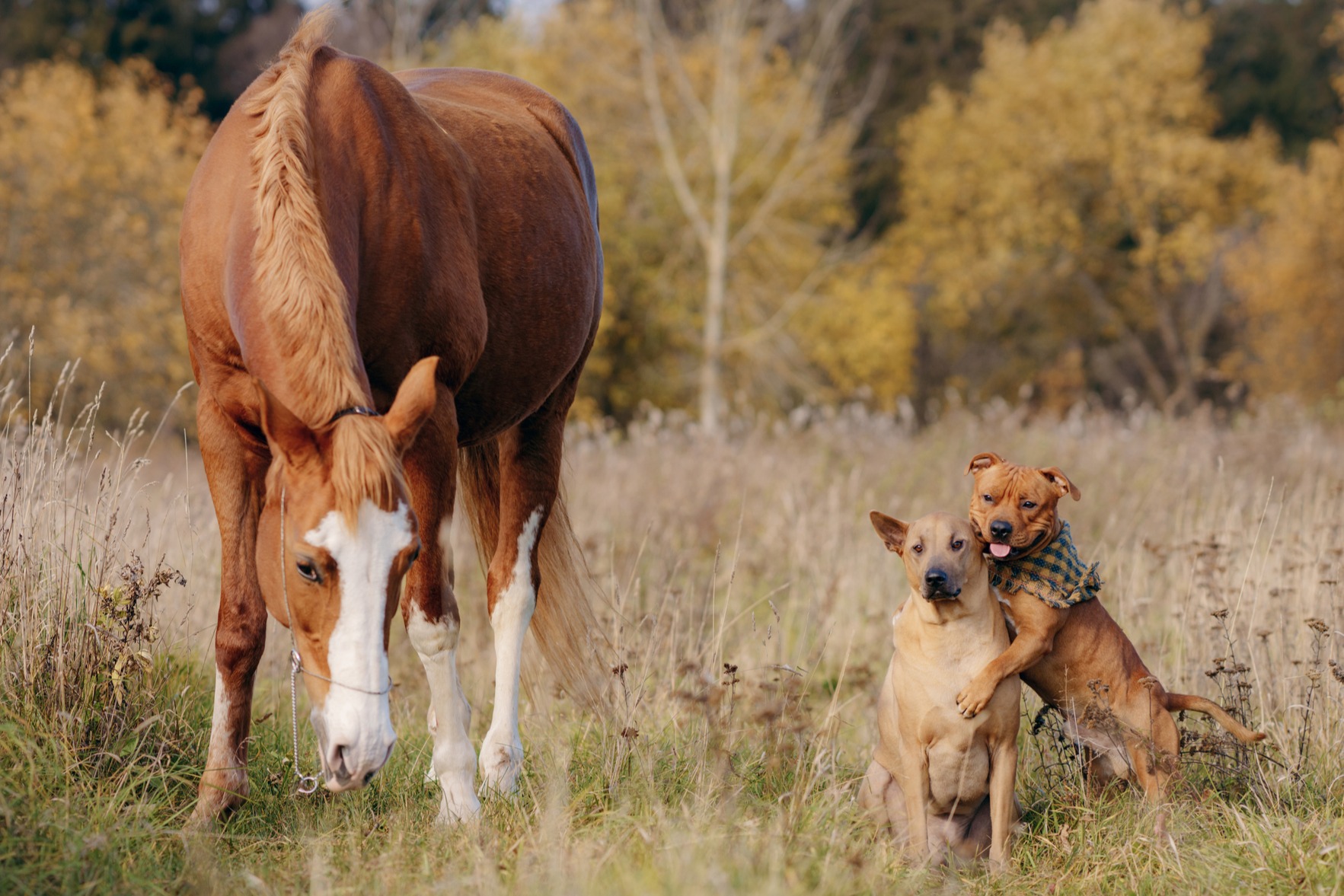 Sound Blending with Animals image