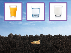 Seeds’ Needs image