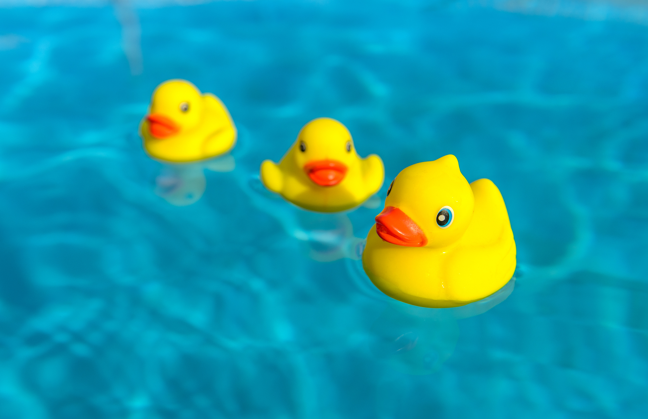 Patitos en el lago image